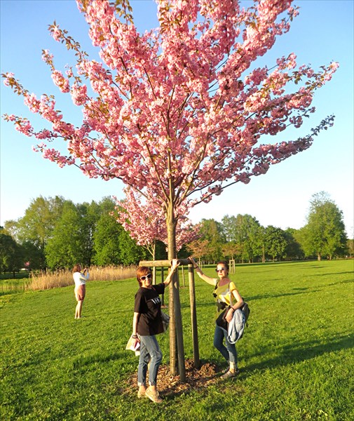 308-Парк Сакуры